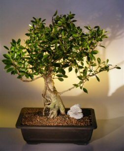 Heavy Leaved Bonsai Plants Manufacturer Supplier Wholesale Exporter Importer Buyer Trader Retailer in New Delhi Delhi India